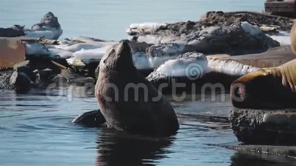 在堪察加的海狮烤肉店视频的预览图