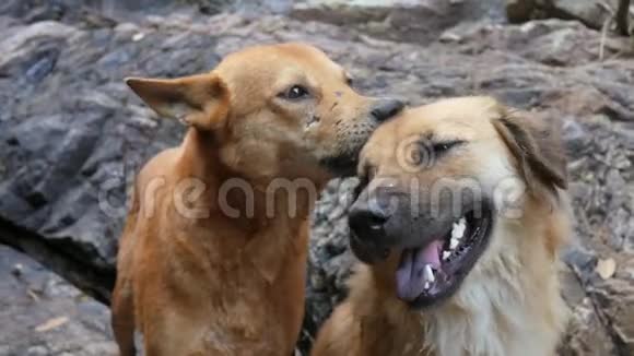 可爱的照顾狗在泰国瀑布附近清洁另一只快乐的狗高清慢速运动视频的预览图