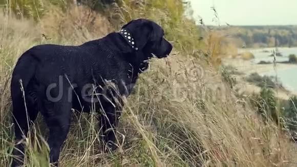 狗站在高高的草地上向远处眺望秋黄的森林和水慢速运动高清视频的预览图
