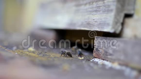 守卫蜜蜂守卫蜂巢入口视频的预览图
