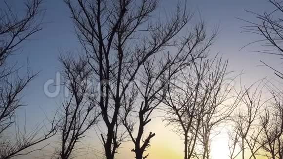美丽的日落和冬天的树没有树叶在风中视频的预览图