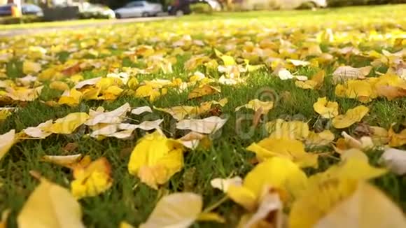 秋天的绿草上有明亮的黄叶城市公园阳光下绿草上的落叶特写视频的预览图