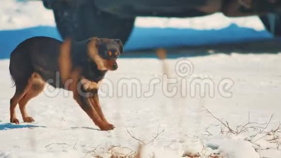 无家可归的狗冬冷冷无家可归的动物宠物问题生活方式中的棕色狗视频的预览图