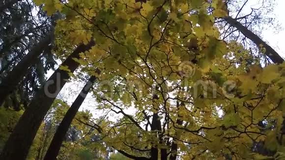 十月公园彩景秋色背景黄叶树叶慢动视频的预览图