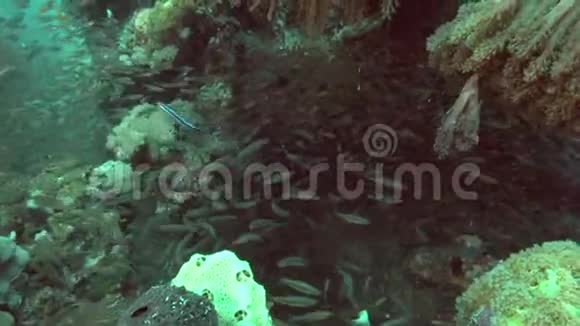 红海里的玻璃鱼视频的预览图