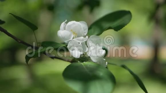 阳光明媚的花园里开花的树春天的花园盛开的苹果树视频的预览图