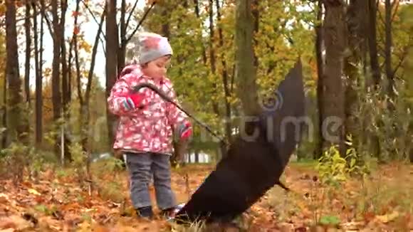 小女孩在秋园玩大伞坏天气的概念4Ksteadicam视频视频的预览图