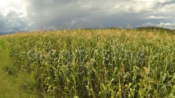 玉米地的空中飞行视频的预览图