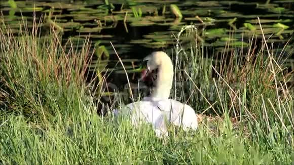 天鹅在池塘附近的巢中繁殖视频的预览图