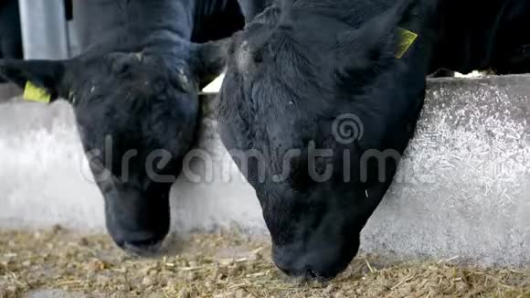 特写小牛嚼干草苍蝇飞来飞去一排排母牛大个头纯种黑色种牛吃干草农业视频的预览图