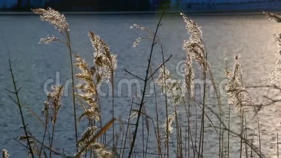 在湖边的金色芦苇视频的预览图