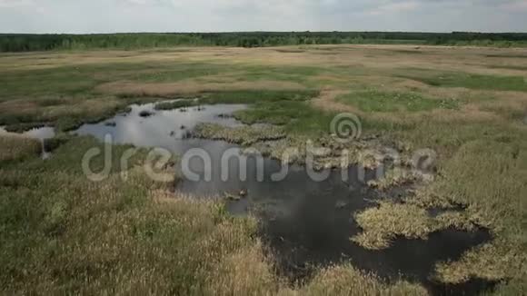 鸟瞰沼泽土地与白鹭筑巢地视频的预览图