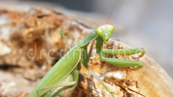 昆虫绿色的螳螂坐在树干上视频的预览图
