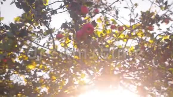 秋天的苹果在花园里的树枝上晚上的苹果树视频的预览图