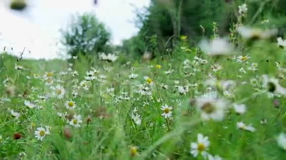 洋甘菊森林中的草坪有开花的雏菊夏季视频的预览图