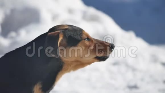 愤怒的棕色狗在冬天在白色的雪背景下吠叫视频的预览图