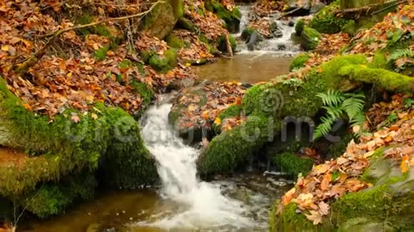秋天在小溪里流淌的水视频的预览图