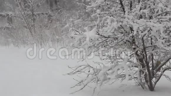 冬天的暴风雨视频的预览图