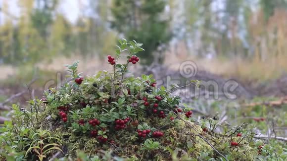 老林伐灌木红莓很多红色浆果视频的预览图