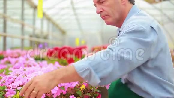 园艺师分类植物视频的预览图