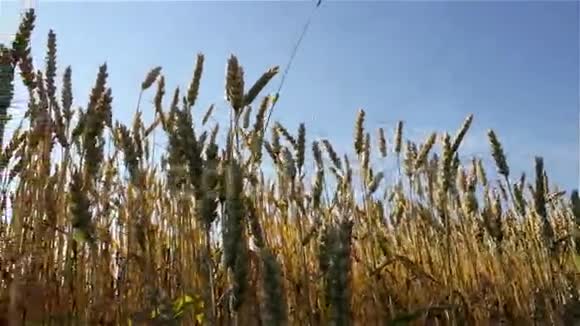 阳光下的小麦视频的预览图