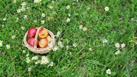 从上面看美丽的红苹果放在篮子里在一片盛开的雏菊田野里草坪上视频的预览图