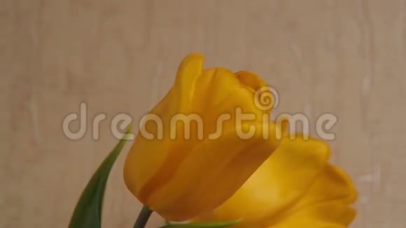 一束黄色的郁金香在大理石的餐桌上玻璃花瓶里放着黄色的郁金香视频的预览图