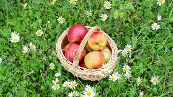 从上面看美丽的红苹果放在篮子里在一片盛开的雏菊田野里草坪上视频的预览图