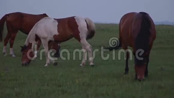 草原上的马蹄声视频的预览图