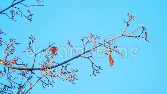 干燥的树枝上有白色的背景冬天生活方式开始的蓝色背景上干燥的树枝视频的预览图