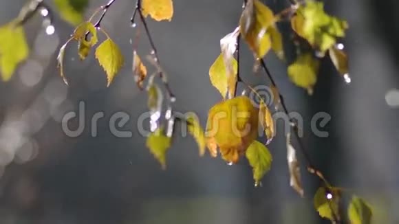雨水的叶子视频的预览图