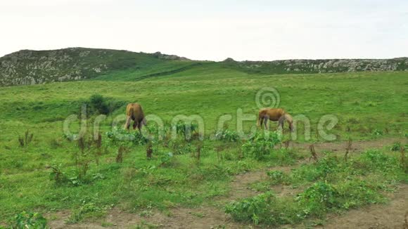 棕马在绿色的草地上吃草山背景在美丽的晴天吃草干草视频的预览图