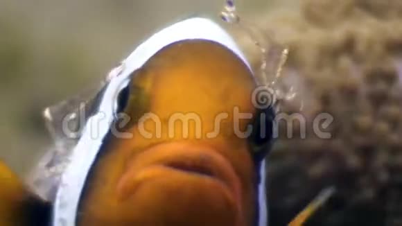 菲律宾洁净海水中沙底的小丑鱼和虾视频的预览图