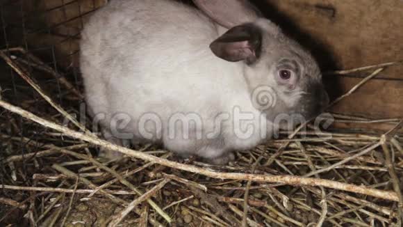 可爱的白兔长耳朵在木箱里视频的预览图