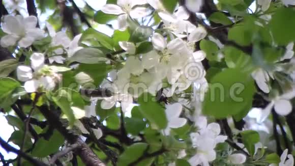 合上苹果花开白花开花的树马鲁斯视频的预览图