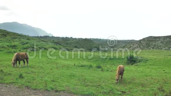 棕马在绿色的草地上吃草山背景在美丽的晴天吃草干草视频的预览图