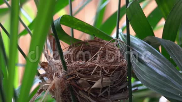 饥饿的小鸟坐在巢里小雀巢以开放的珍珠呼唤食物视频的预览图