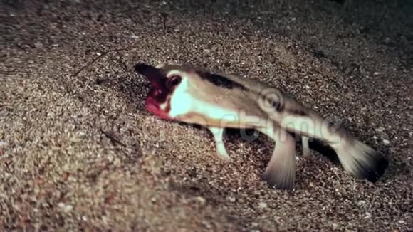 海洋海床上的鱼线管鱼尾龙蝙蝠视频的预览图