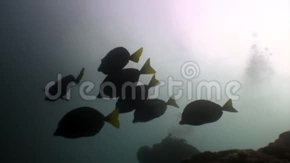 潜水员在加拉帕戈斯的海洋水下泻湖的背景下视频的预览图