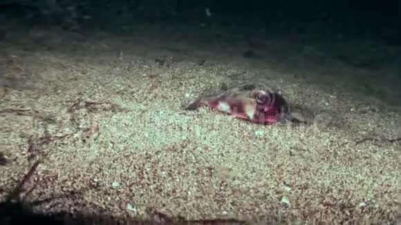 海洋海床上的鱼线管鱼尾龙蝙蝠视频的预览图