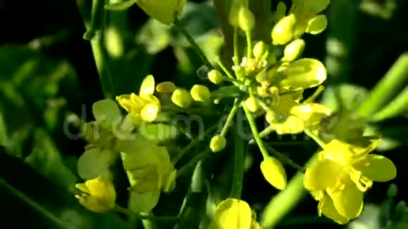合上盛开的油菜花春天的油籽田视频的预览图