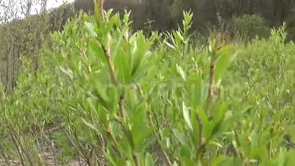 布什柳树唾液带有叶子的枝条的全景视频的预览图