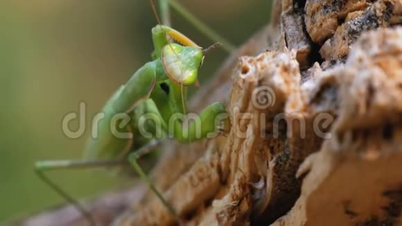 昆虫绿色的螳螂坐在树干上视频的预览图