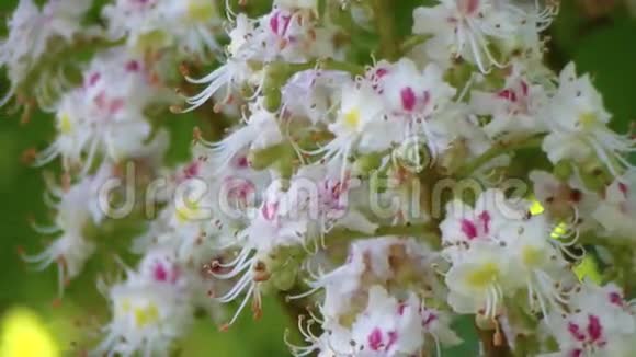 栗树开花的栗子花枝花序板栗在缓慢运动视频的预览图