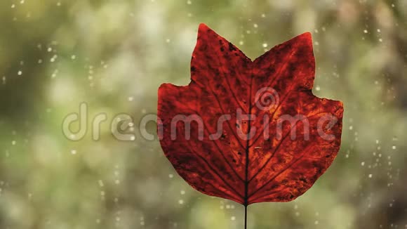 秋叶窗雨滴视频的预览图