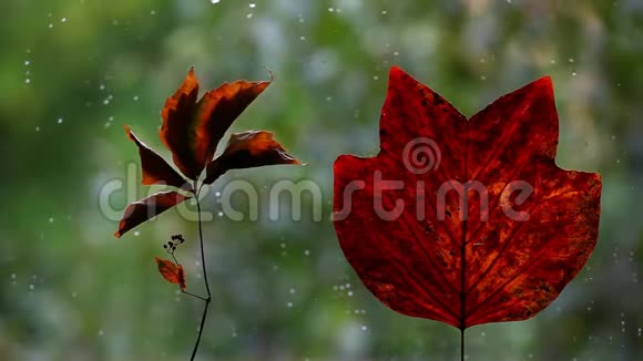 秋叶窗雨滴视频的预览图
