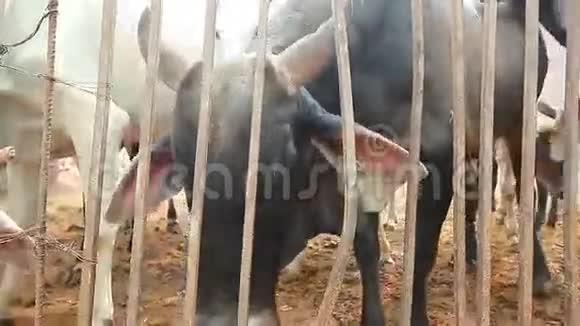 印度牛在农场里印度视频的预览图