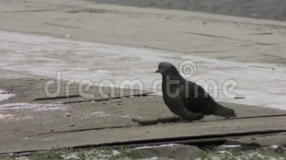 冬天鸽子在街上休息视频的预览图