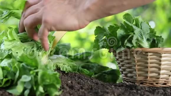 手拿菜篮子采摘生菜种在菜园里关起来视频的预览图