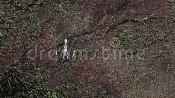 格雷海伦阿尔迪亚西涅雷涉水鸟栖息在一棵树上在苏格兰的一个湖泊旁梳洗打扮视频的预览图